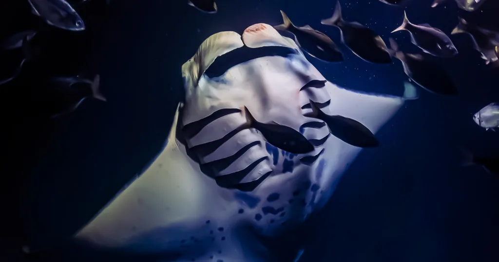 Experience snorkeling with manta rays under starry skies