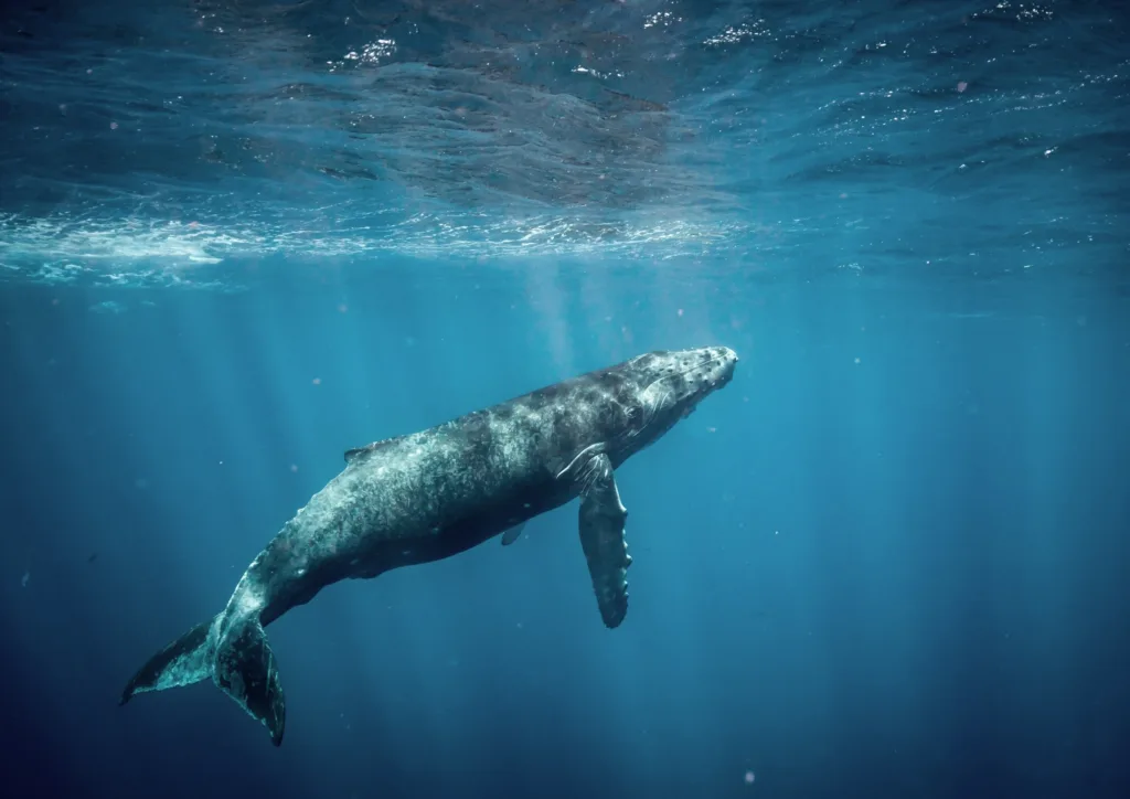 Whale watching tour in Waikiki during December to March
