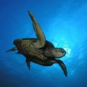 Scuba divers preparing for three tank boat dive