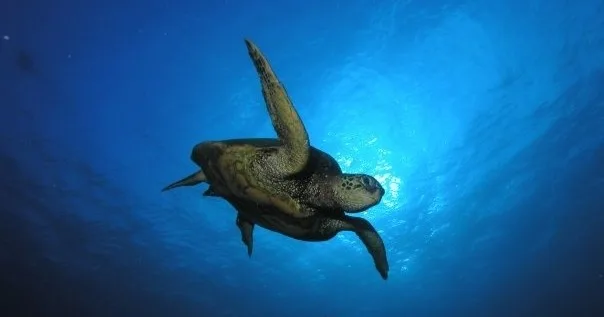 Scuba divers preparing for three tank boat dive