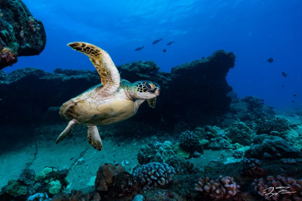 Boat preparing for a twilight two-tank dive session