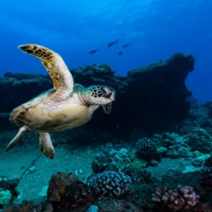 Boat preparing for a twilight two-tank dive session