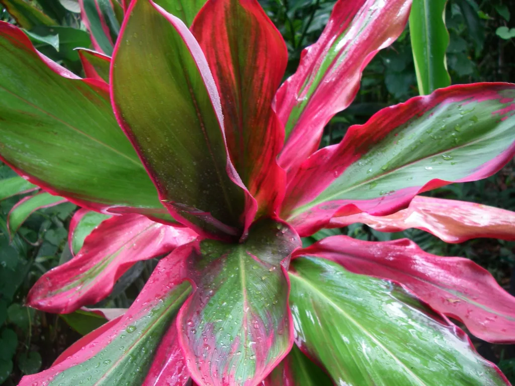 Halfway to Hana scenic stop with tropical surroundings