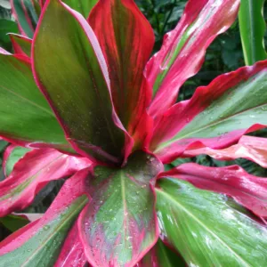 Halfway to Hana scenic stop with tropical surroundings