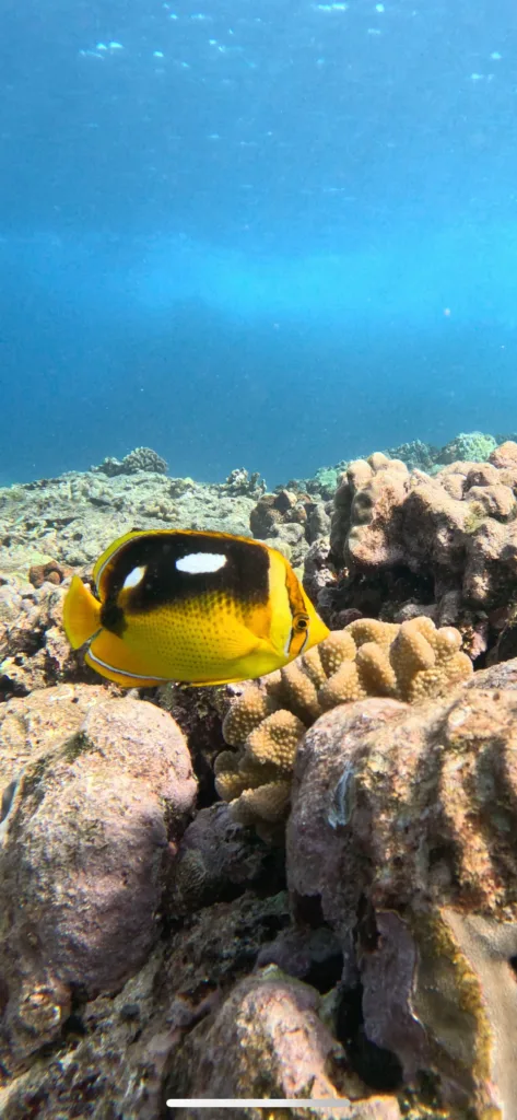 Beginner scuba diving experience exploring underwater world