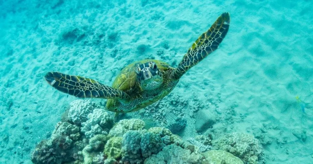 Night shore dive preparation with single tank at Koloa