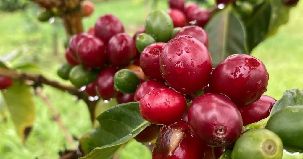 Hands-on coffee farm experience on Kona island tour