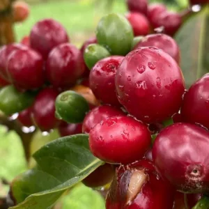 Hands-on coffee farm experience on Kona island tour