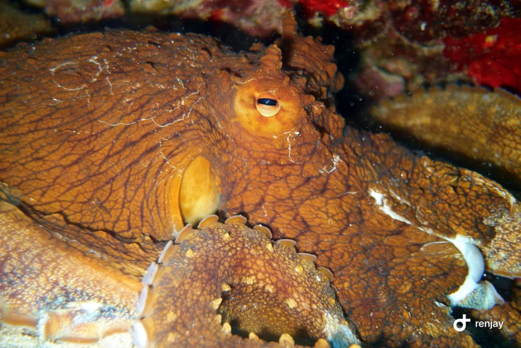 Divers experiencing glowing bioluminescent waters at night