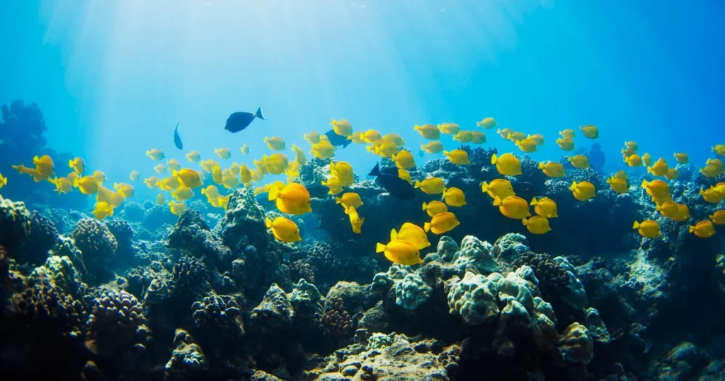 Boat snorkeling tour exploring tropical reefs and wildlife