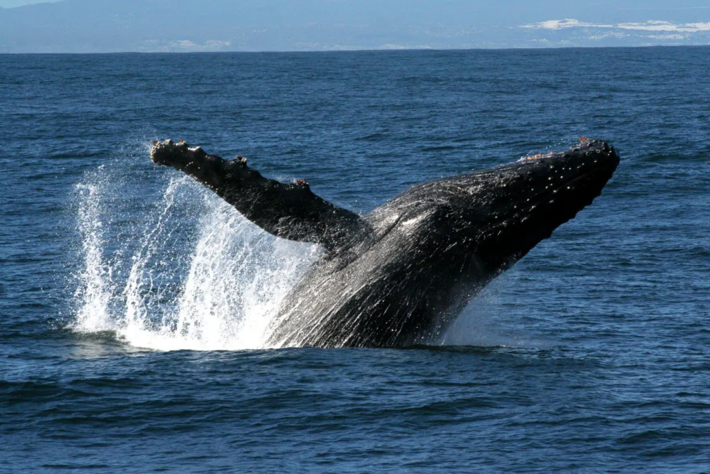 Close-up of humpback whale surfacing in ocean