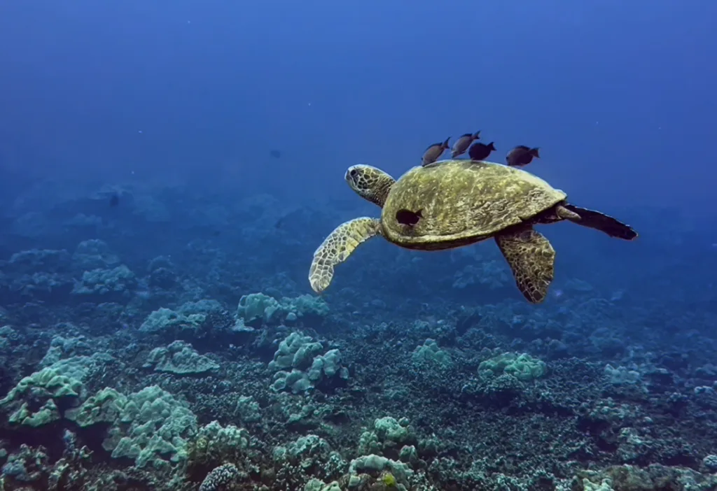Scuba divers preparing for two-tank dive at beach