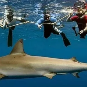 Diver entering cage for safe shark viewing experience