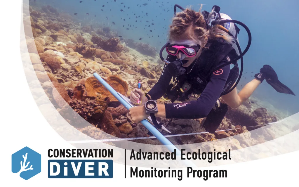 Hands-on marine research internship with scuba diving activities