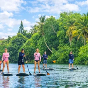 Paddlers on stand-up paddleboards near green sea turtles
