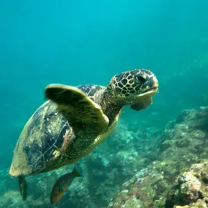 Na Pali coast snorkeling adventure with opportunities to see fish