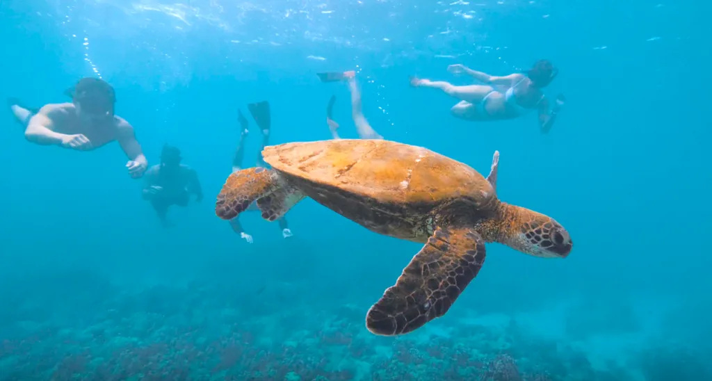 Snorkelers exploring marine life near Ko Olina Four Seasons