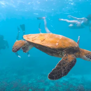 Snorkelers exploring marine life near Ko Olina Four Seasons