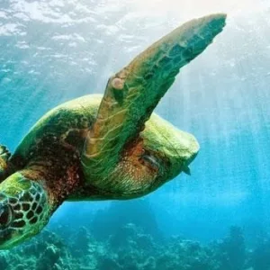 Premier kayak and snorkel tour exploring South Maui waters