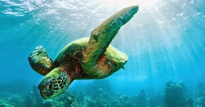 Premier kayak and snorkel tour exploring South Maui waters