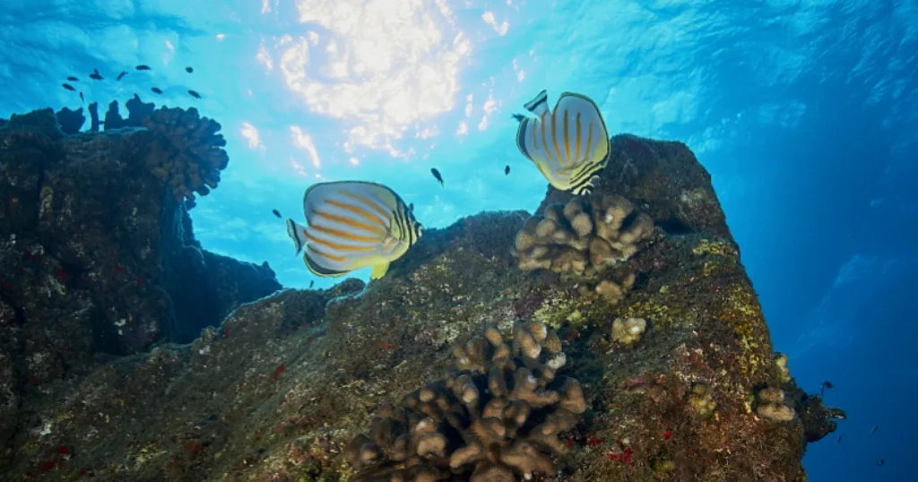 Snorkelers exploring coral reefs on Koloa Landing tour