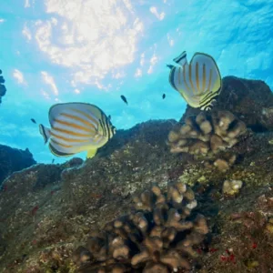 Snorkelers exploring coral reefs on Koloa Landing tour