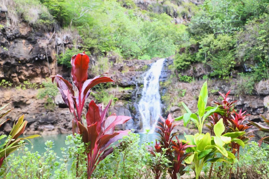 Hikers walking through lush greenery in Waimea Valley