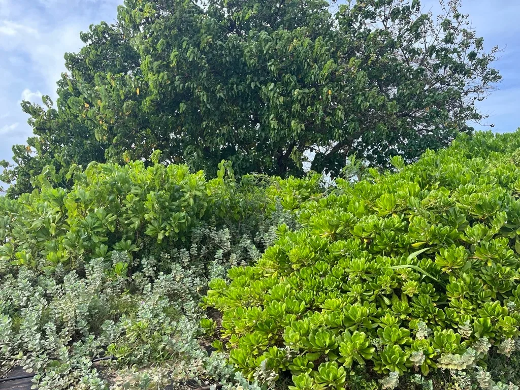 Volunteers planting native Hawaiian plants in garden
