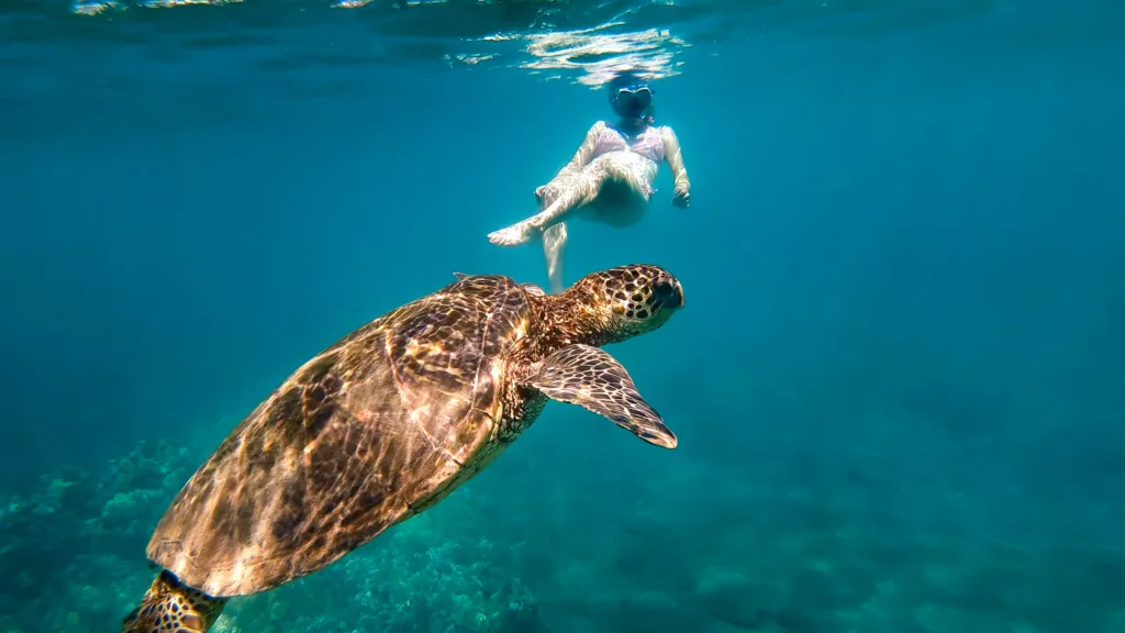 Captain Cook area snorkeling adventure exploring vibrant reefs