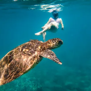 Captain Cook area snorkeling adventure exploring vibrant reefs