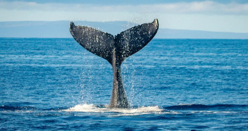 Whale breaching in the ocean near West Maui coastline