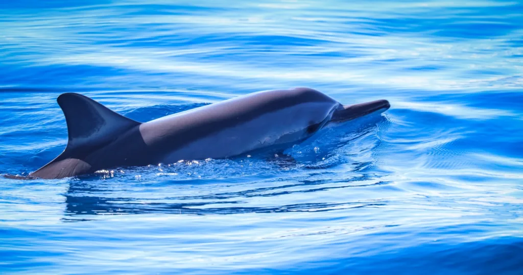 Sailboat cruising while guests watch wild dolphins nearby