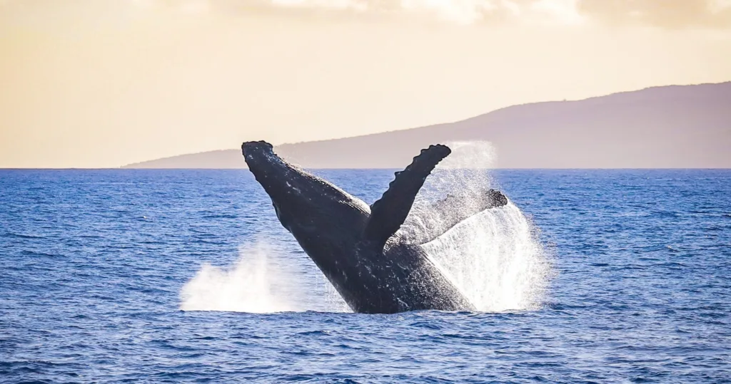 Luxury whale watching experience off Ka'anapali coast