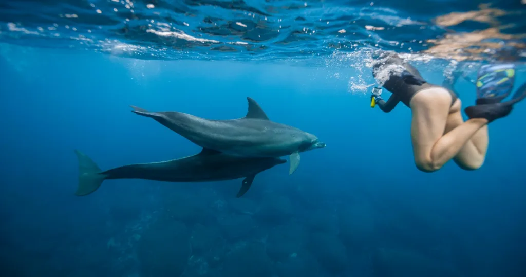 Swimmers interacting with wild dolphins off West Oahu coast