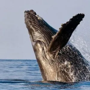 Kayak whale watching adventure near Makena coast