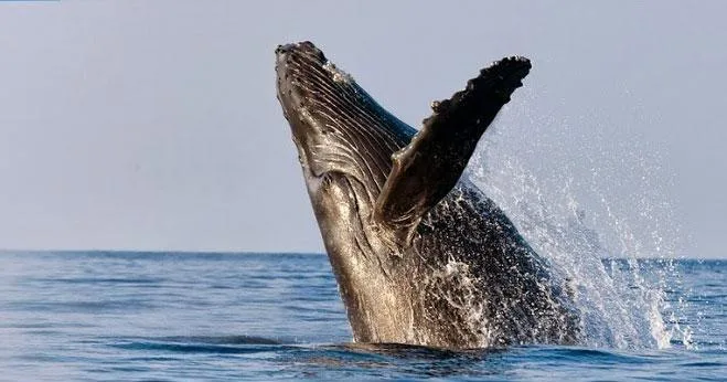 Kayak whale watching adventure near Makena coast