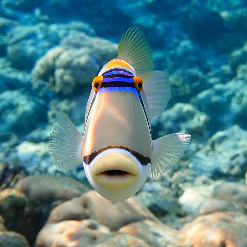 Scuba divers exploring vibrant coral reefs underwater