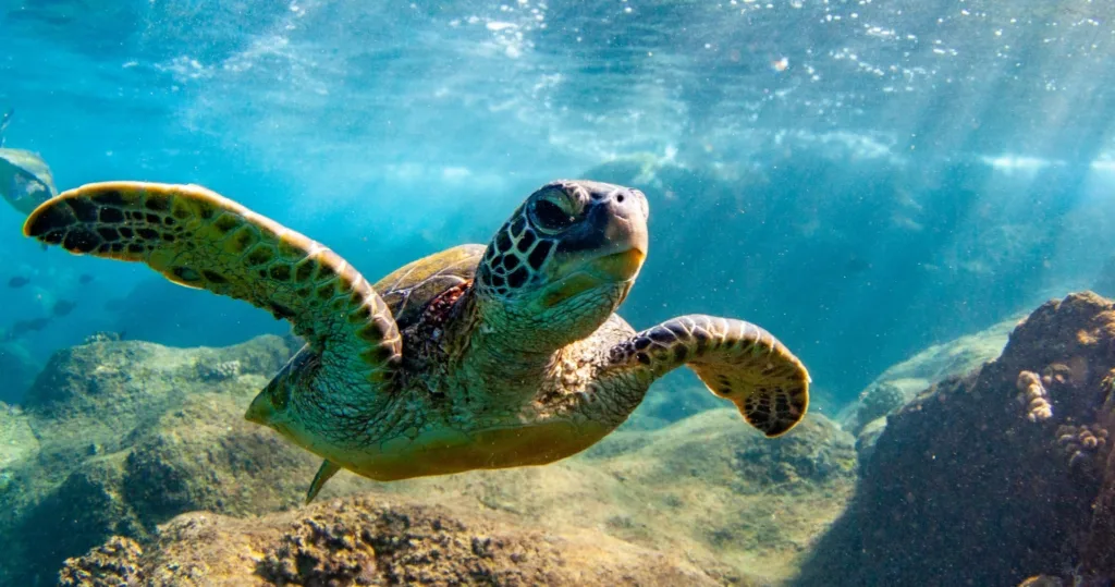 Private snorkeling charter exploring vibrant coral reefs in Maui