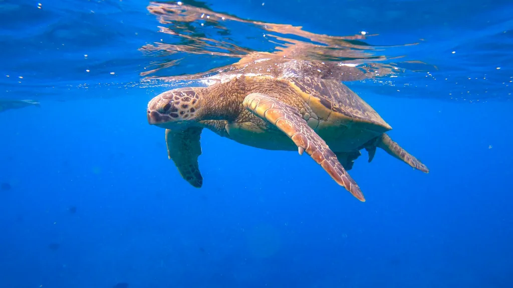 Snorkeling with sea turtles in clear Waikiki waters