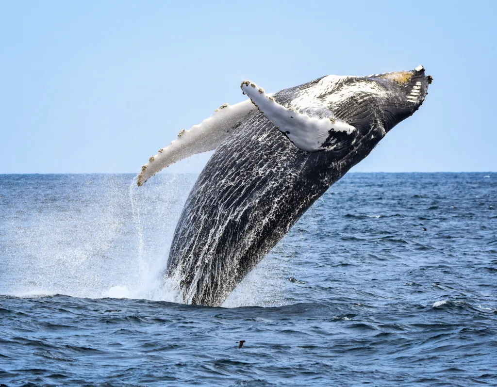 Tourists enjoying a whale watching adventure at sea