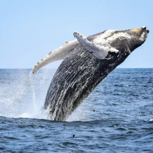 Tourists enjoying a whale watching adventure at sea