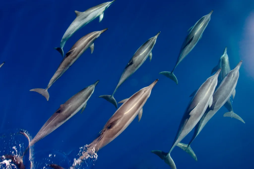Dolphins swimming close to boat during ocean adventure tour