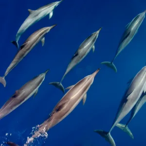 Dolphins swimming close to boat during ocean adventure tour