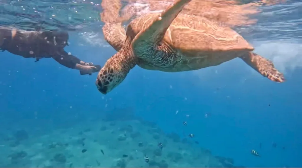 Snorkelers swimming near sea turtles in clear water