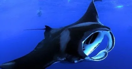 Night snorkeling with manta rays off Kona coast