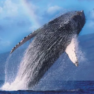 Morning whale watching tour on Seasmoke boat