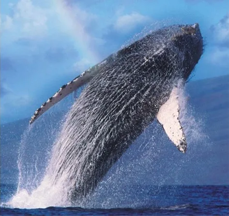 Morning whale watching tour on Seasmoke boat
