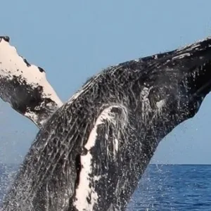 Passengers watching humpback whales from a catamaran deck