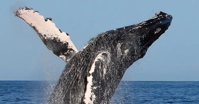 Passengers watching humpback whales from a catamaran deck