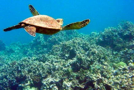 Snorkelers exploring vibrant shoreline coral reefs